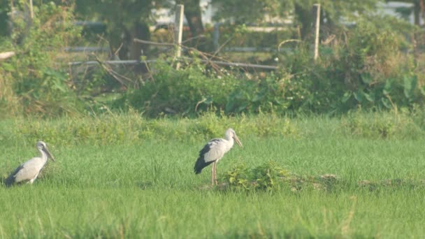 Asiatische Offenschnabelvögel rasten und fliegen im Reisfeld davon — Stockvideo