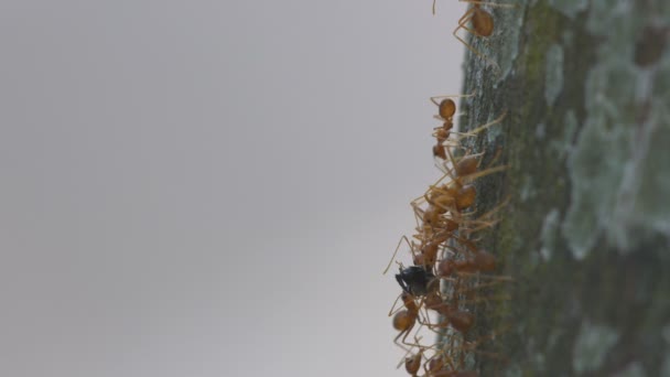 Weberameisen tragen das organische Material — Stockvideo