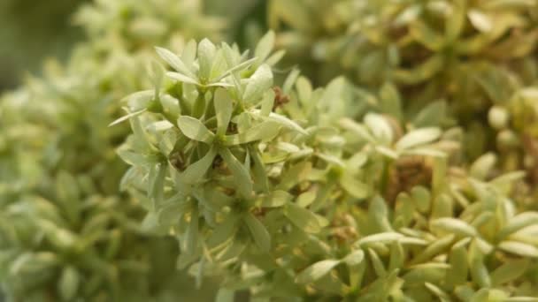 Close-up Getonia floribunda bloemen met wind — Stockvideo