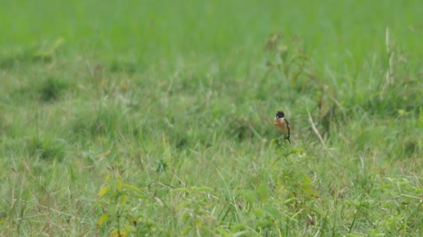 Stein-Chat-Vogel ruht auf dem Feld — Stockvideo