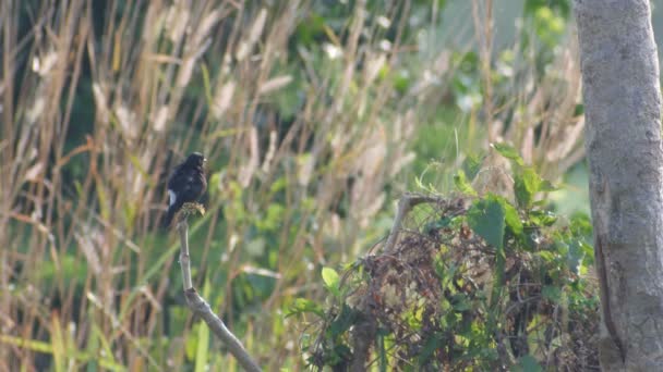 Pied bushchat pájaro descansando y relajándose en la rama del árbol — Vídeos de Stock