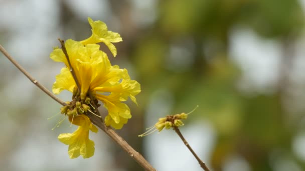 Golden trumpet flowers at the senescence stage — Stock Video