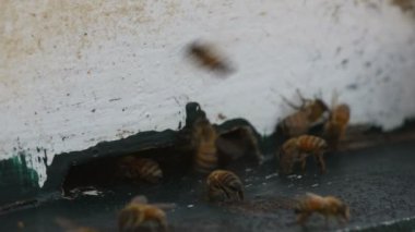 ve dışarı hareket kovandan bal arıları