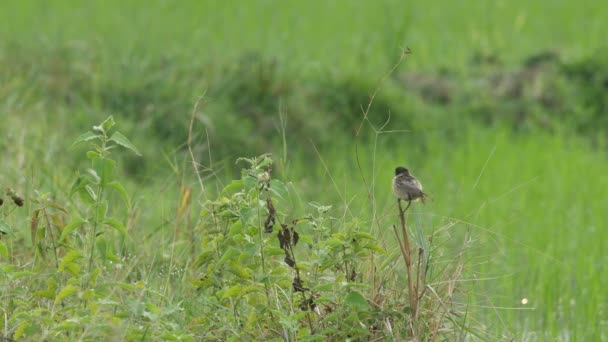 Stein-Chat-Vogel schüttelt Flügel und Schwanz am Pflanzentrieb — Stockvideo