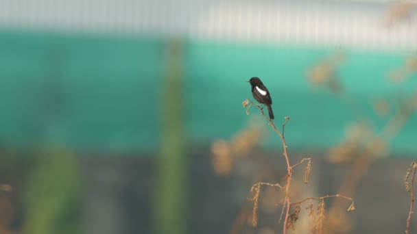 Pied bushchat bird resting and relaxing on the tree branch — Stock Video