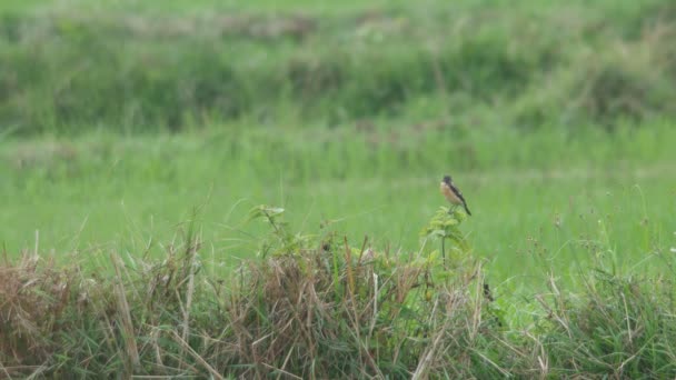 Pietra chat uccello riposo nel campo — Video Stock