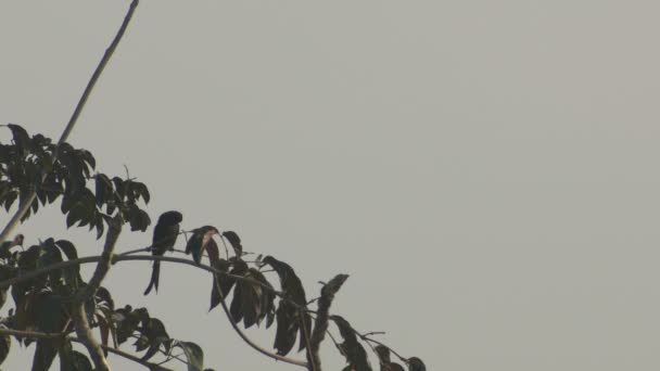 Μαύρο drongo χαλαρώσετε στο δέντρο πυροβολούν — Αρχείο Βίντεο