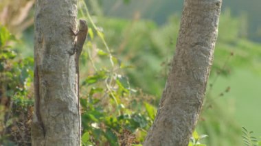 Güneş sabah banyo kertenkele