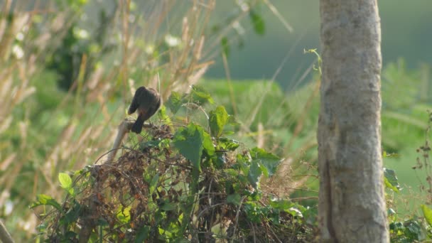 Alaca bushchat kuş bitki ateş üzerinde rahatlatıcı. — Stok video