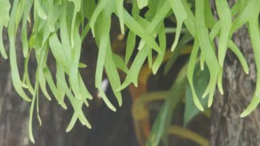 Staghorn Fern ile rüzgar sallama
