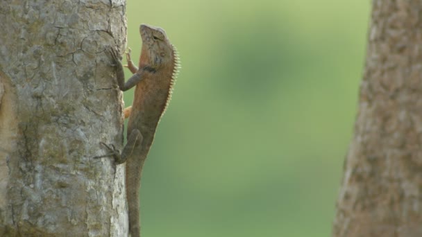 lézard va déménager après la baignade au soleil 
