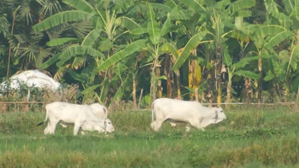 Terneros caminando y comiendo hierba en el campo agrícola — Vídeos de Stock