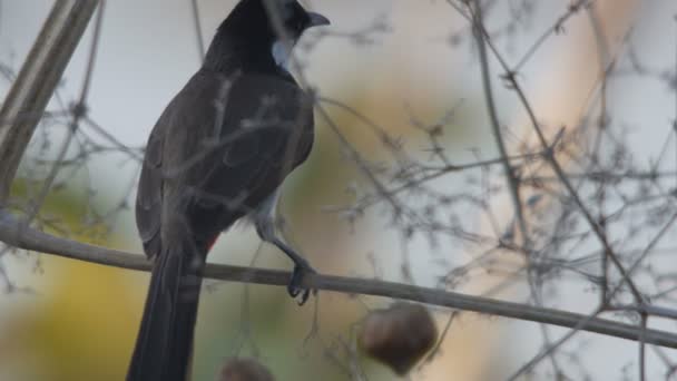 Red-whiskered bulbul action on the tree branch — Stock Video