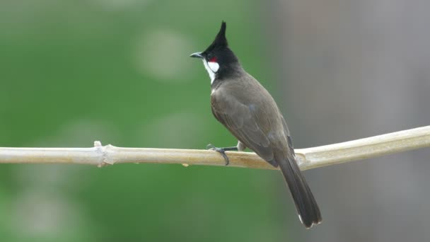 Červená vousatý bulbul spočívající na větev stromu — Stock video