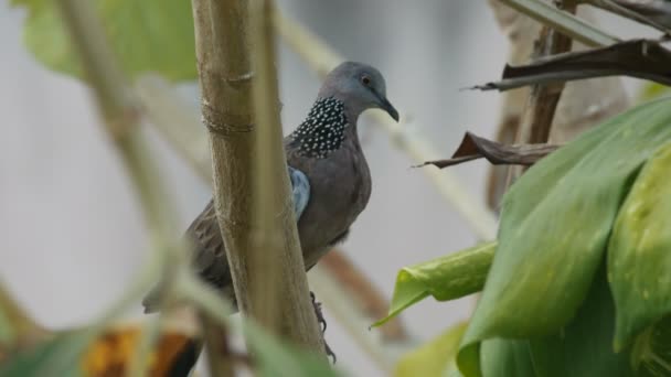 Pettyes dove pihent a fa ága — Stock videók