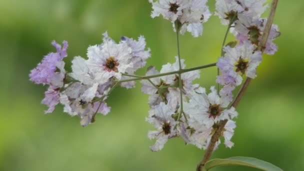 Tropiska SORGFLOR myrten blomma skakar med vind — Stockvideo