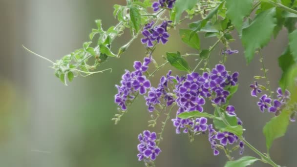 Gyllene dewdrop blommor skakar med vind — Stockvideo