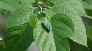 yaprak üzerinde dinlenme ve uçup kelebek