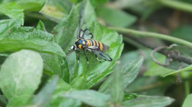 yaban arısı güve hortum kullanarak