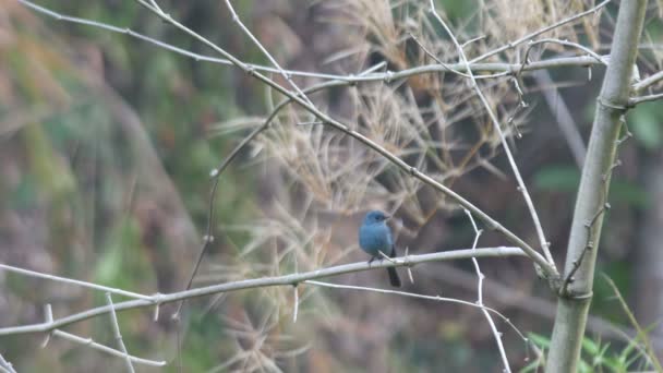 Verditer Flycatcher resting on bamboo branch — Stock Video