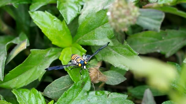 Wasp moth is disturbed by ant — Stock Video