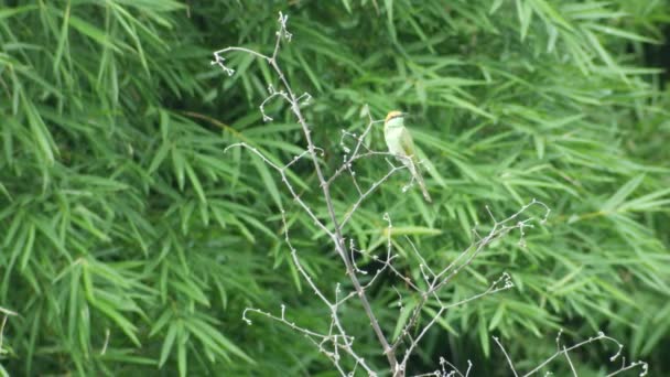 Kaštan vedl Bee-eater opřenou o strom natáčení — Stock video