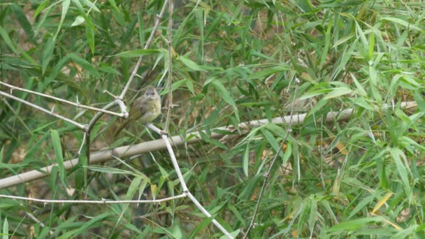 Pruh ušatý Bulbul spočívající na bambusové větev — Stock video