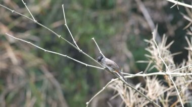 Kırmızı bıyıklı bulbul relax bambu ateş