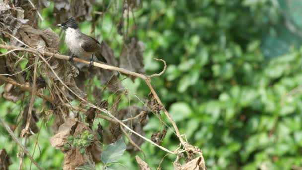 Bulbul de whisky rojo comiendo fruta silvestre — Vídeos de Stock