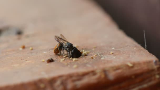 Furo de perfuração de abelhas em madeira — Vídeo de Stock