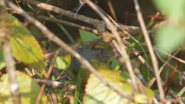 Bar-throated Siva cleaning its body — Stock Video