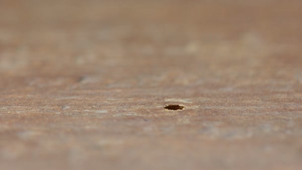 Bee odstěhovala z díry na dřevo — Stock video