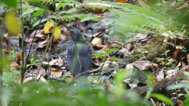 Blue Whistling Thrush por trás da vegetação — Vídeo de Stock