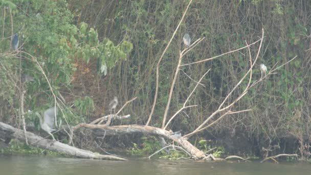 Herons beristirahat di cabang dekat dengan waduk — Stok Video