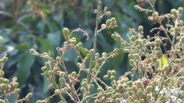 Young longan fruits at tree and wind — Stock Video