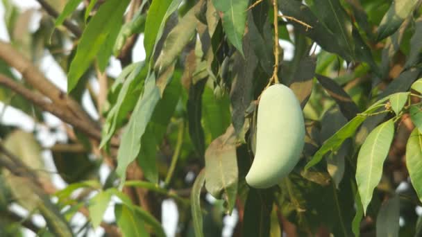 Jonge mango op de boom — Stockvideo