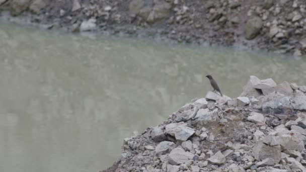 在池塘边休息的鳞胸文鸟鸟 — 图库视频影像