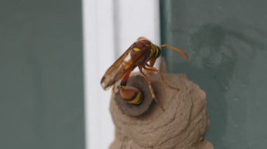 Potter arı kovanı yumurta döşeme