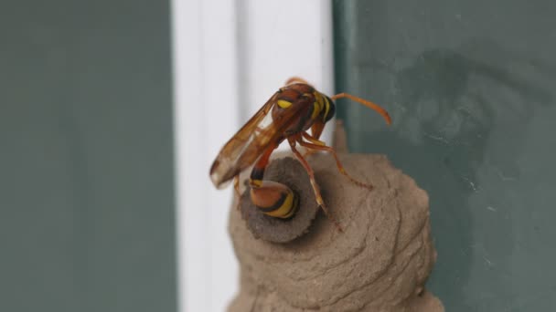 Potter wasp laying egg into the hive — Stock Video
