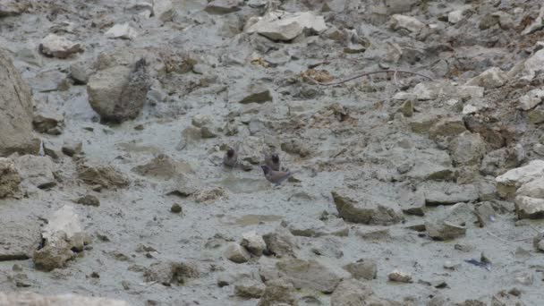 Три чешуйчатых птицы Мунии пьют воду из маленького колодца — стоковое видео
