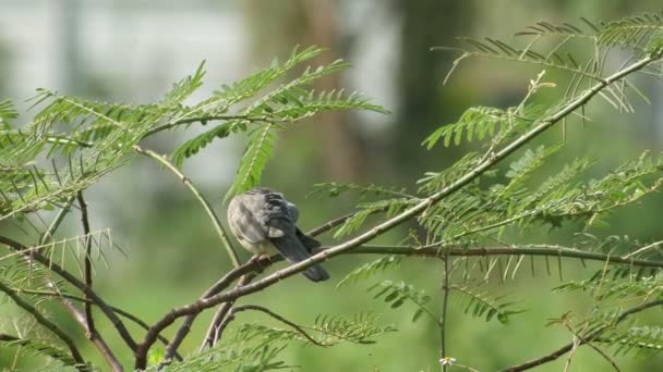 Gevlekte duif schoonmaken van haar vleugels op de boom — Stockvideo