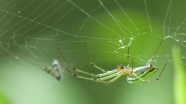 Altın Küre weaver örümcek web üzerinde asılı