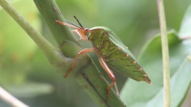 ağaç dalı gıdalardan emme dev sting hata