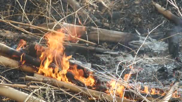 Fire burning the bamboo shoot — Stock Video