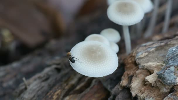 Petite fourmi marchant sur le champignon — Video