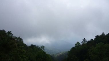 bulut akış ormanın üzerinde