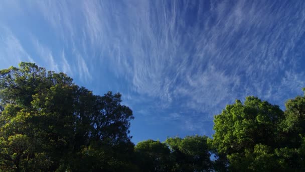 Wolk stroom over het bos — Stockvideo