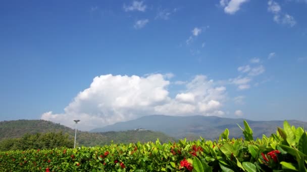 Cloud flow over the bush and mountain range — Stock Video