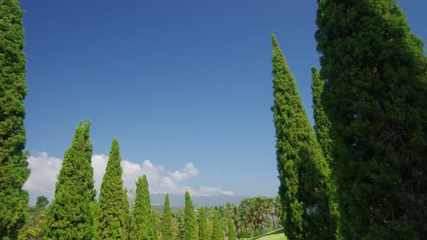 Movimiento de nubes sobre el jardín de pinos — Vídeo de stock