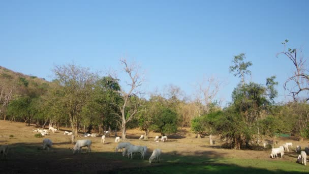 Группа коров, пасущихся на сухих тропических лугах — стоковое видео